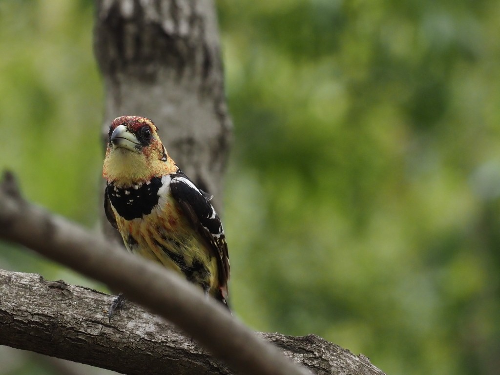 Haubenbartvogel - ML646896993