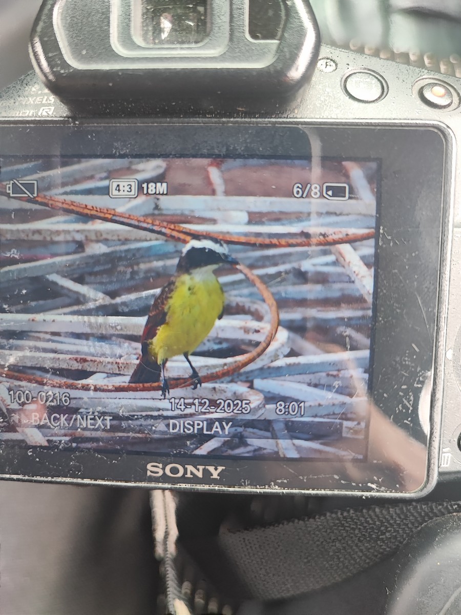 Schwefelmaskentyrann - ML646896994