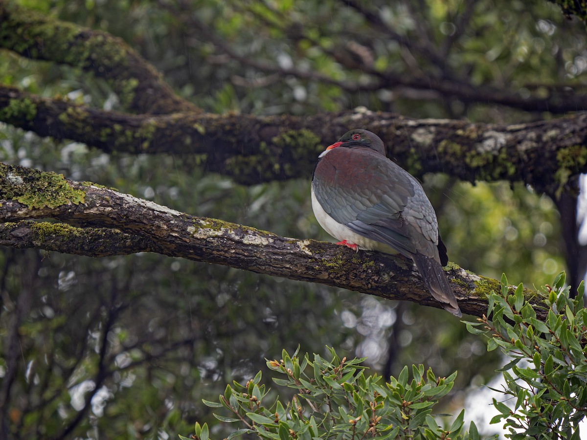 Maorifruchttaube - ML646896995