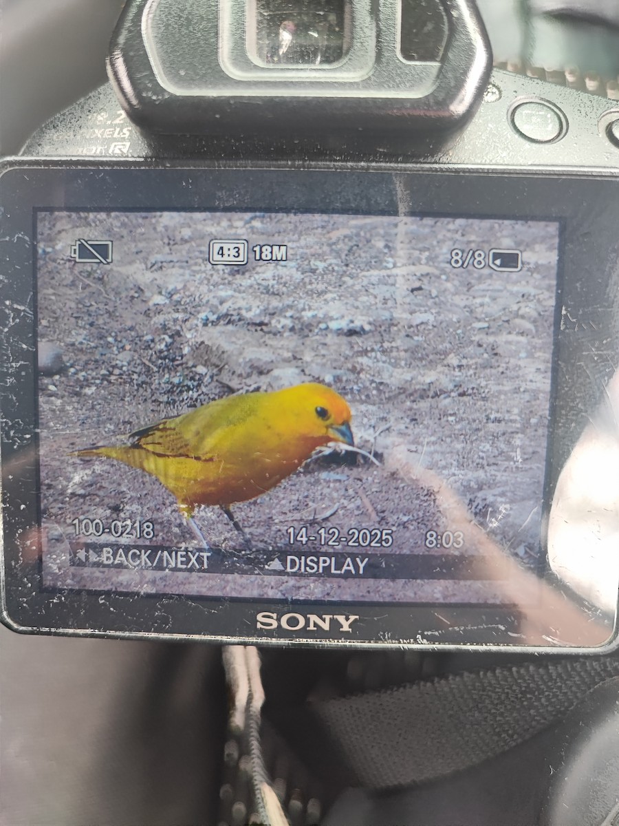 Safrangilbtangare - ML646896997