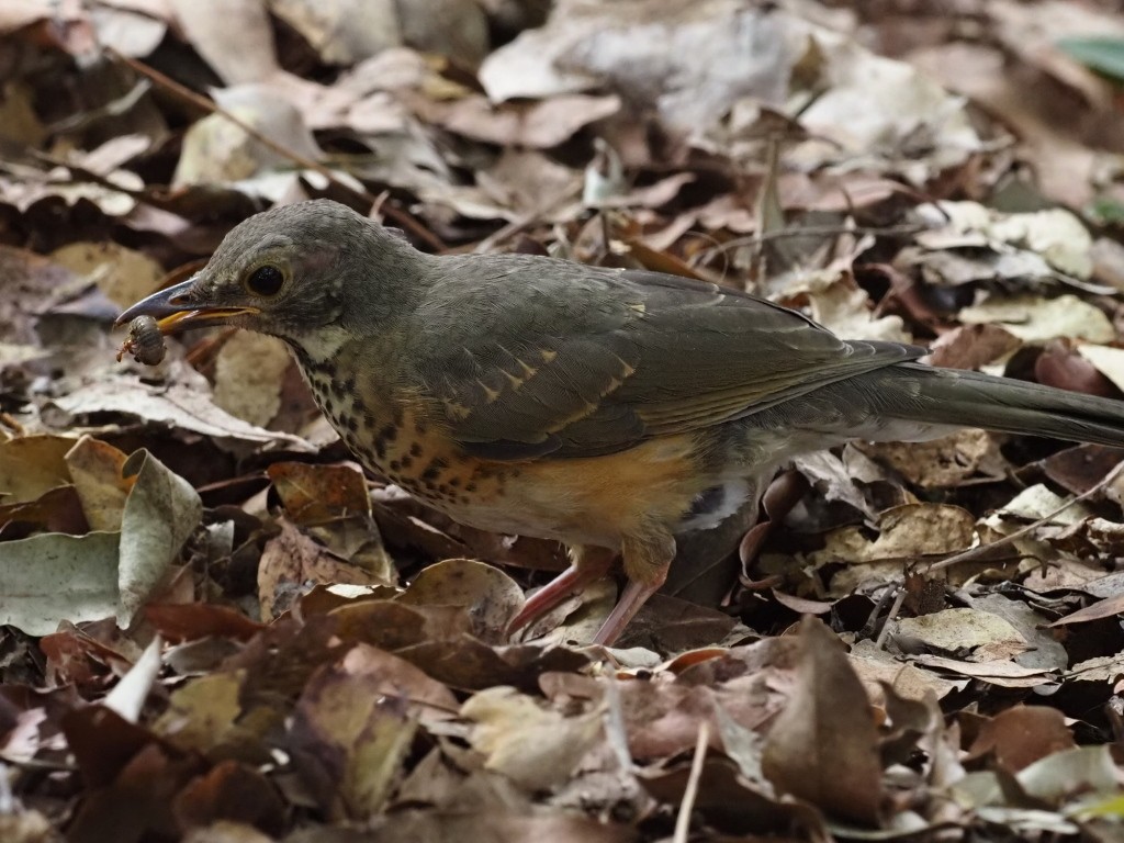 Rotschnabeldrossel - ML646896998