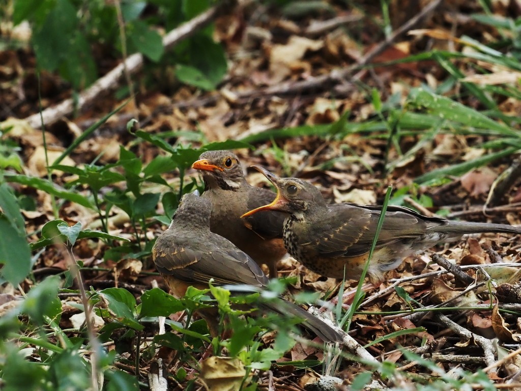 Rotschnabeldrossel - ML646896999