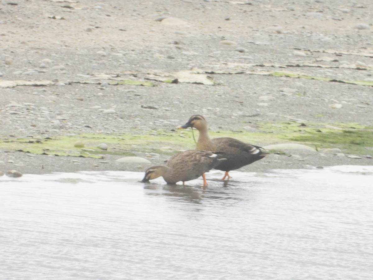 China-Fleckschnabelente - ML646897000