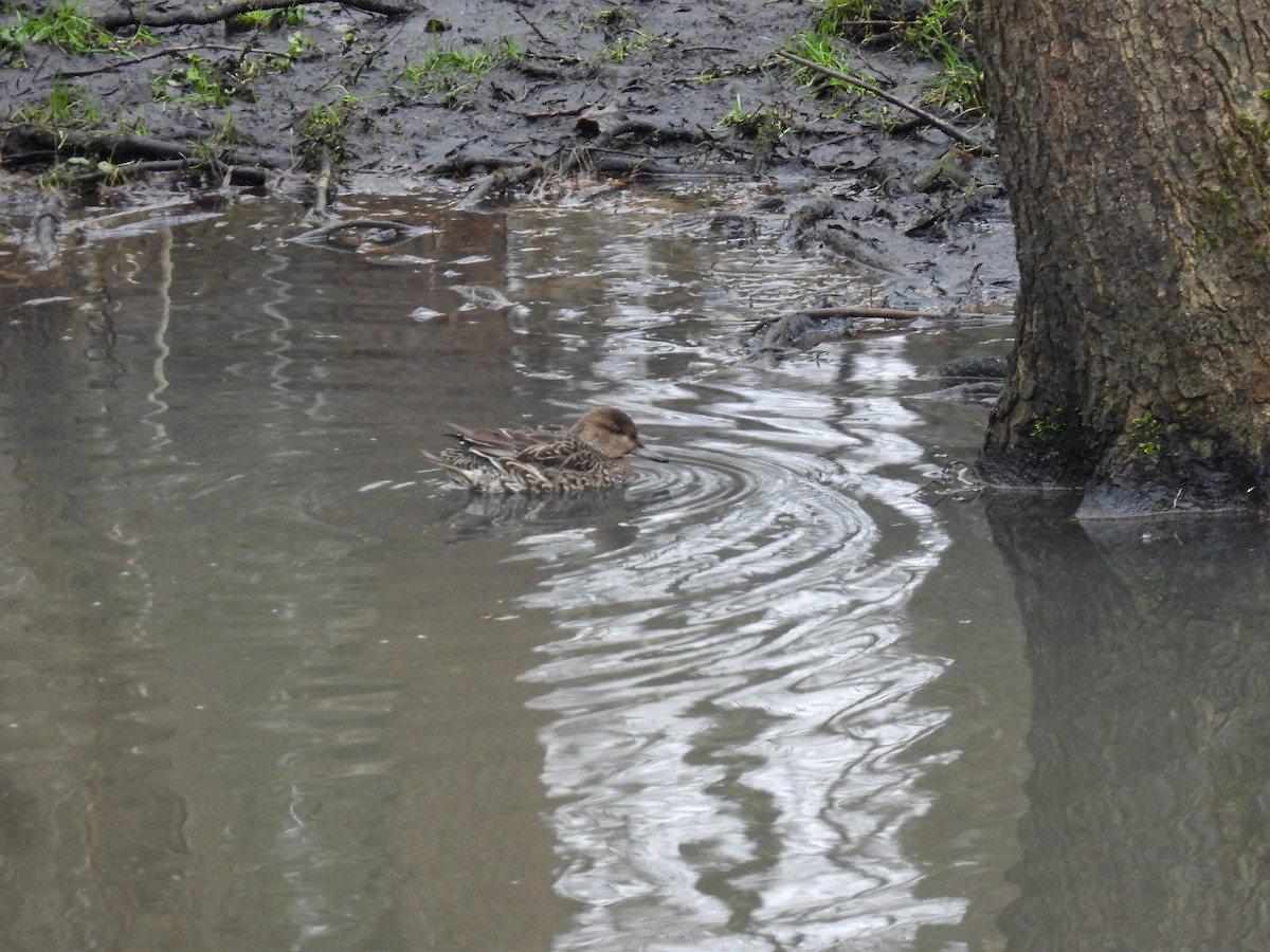 Krickente - ML646897001