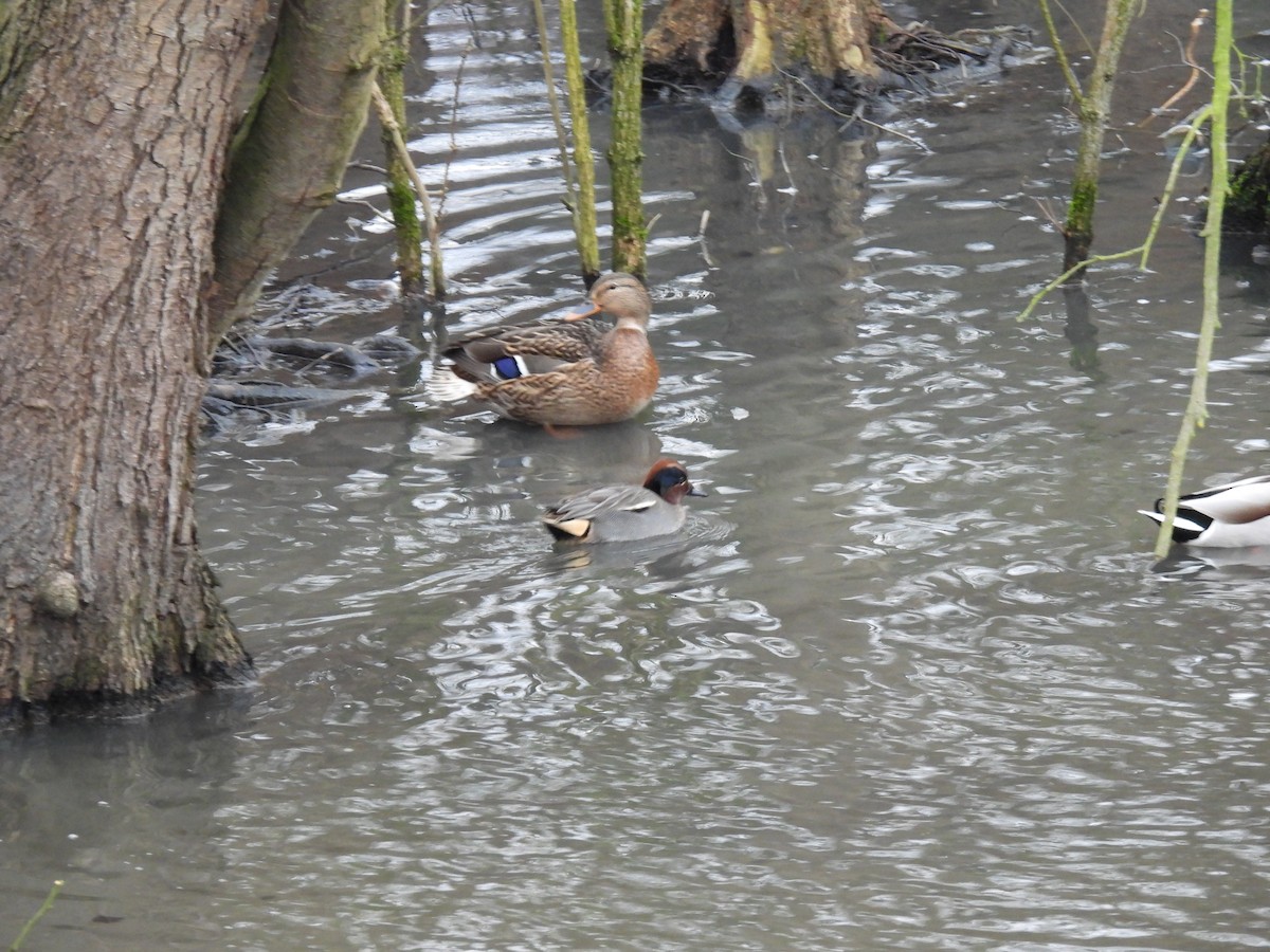 Krickente - ML646897002