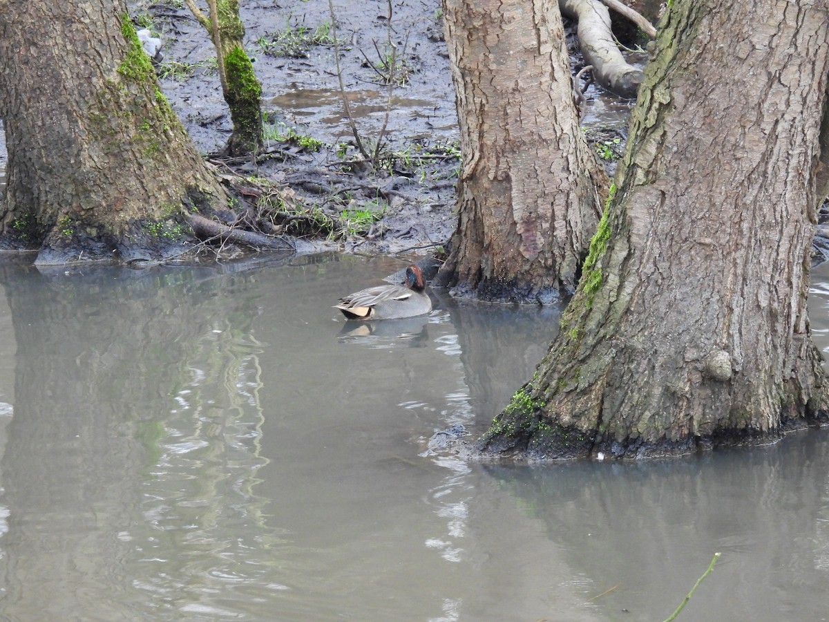 Krickente - ML646897003