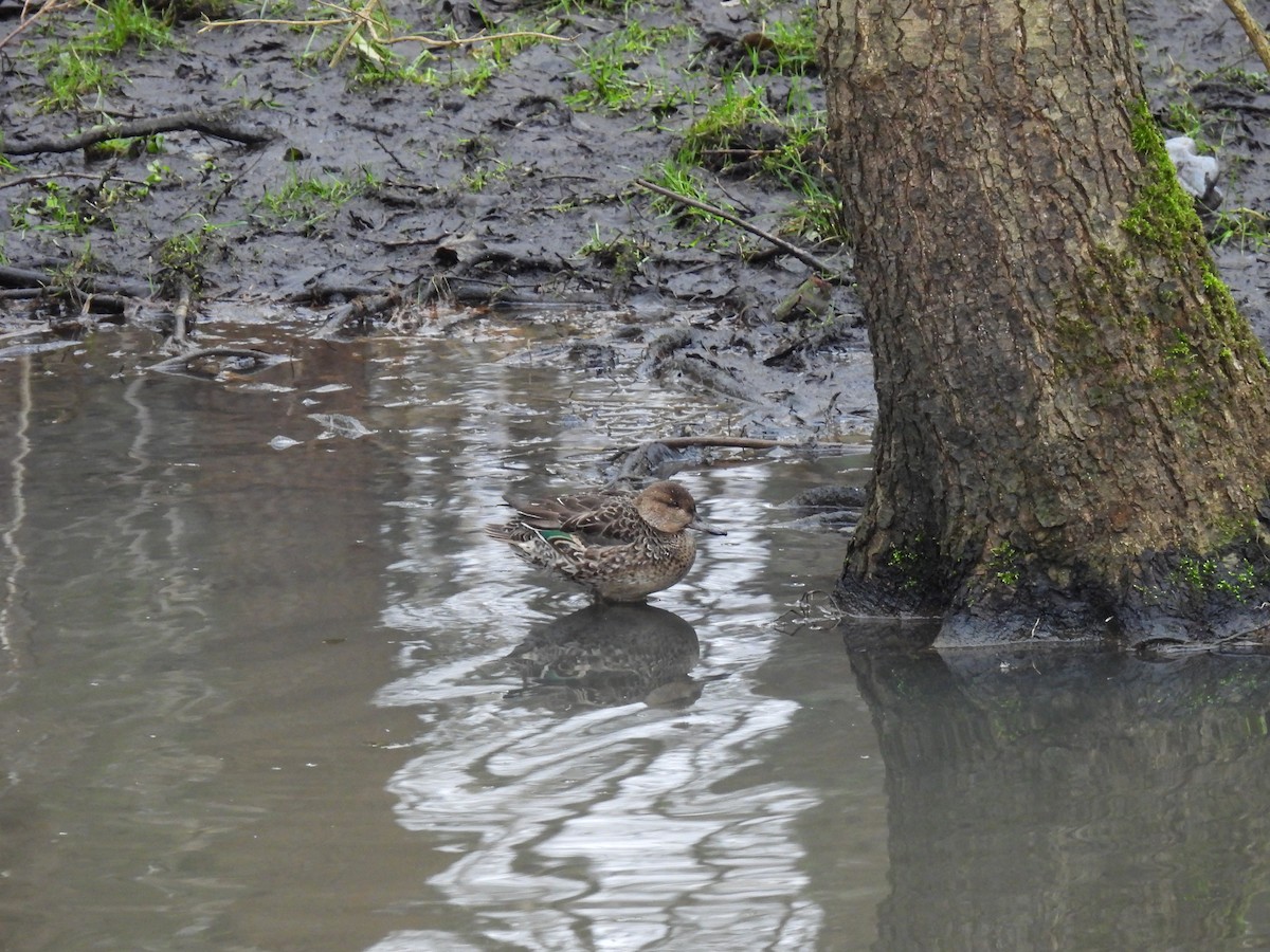 Krickente - ML646897004