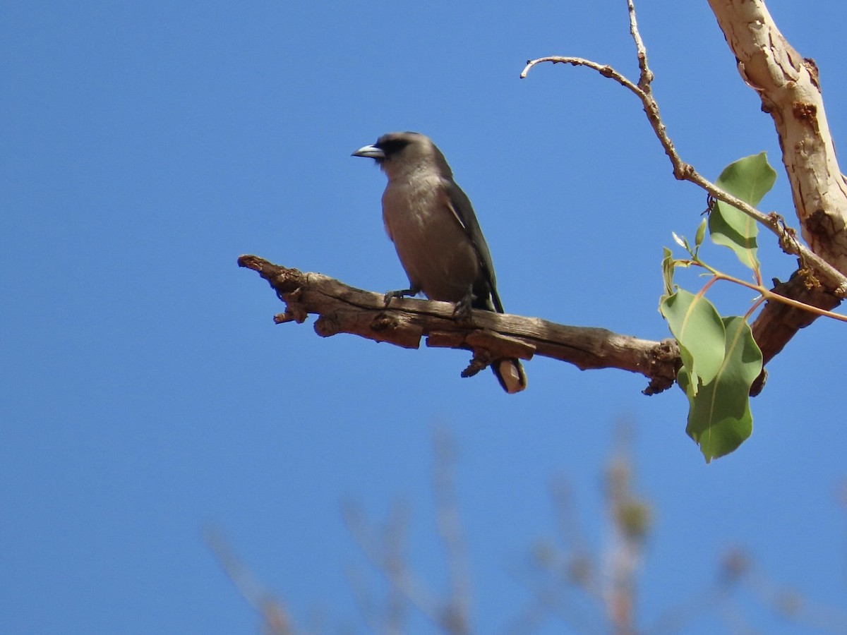 Schwarzgesicht-Schwalbenstar - ML646897005