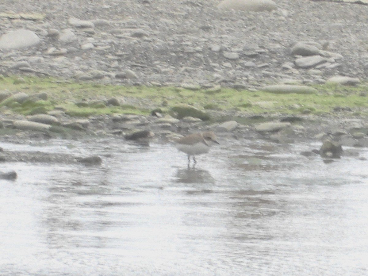 Пісочник малий - ML646897008