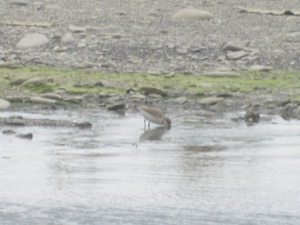 Пісочник малий - ML646897009