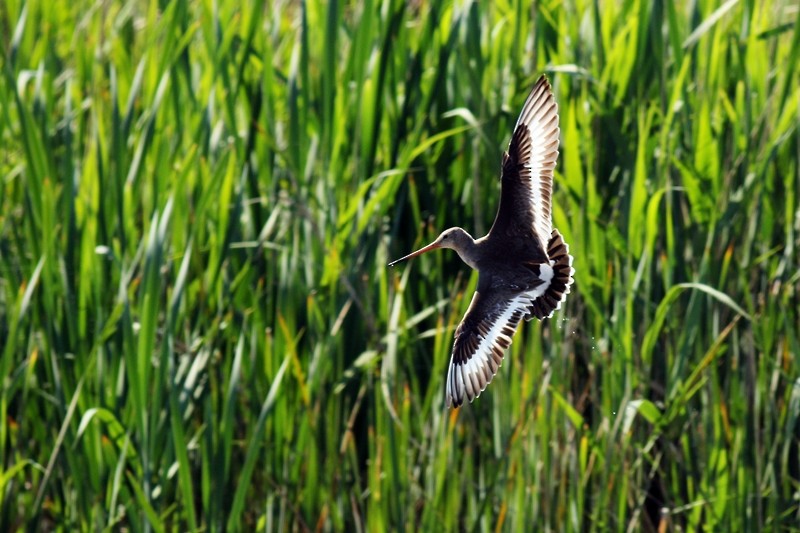 Грицик великий - ML646897011