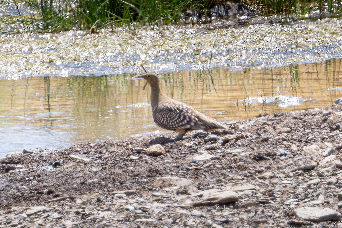 Рябок намібійський - ML646897012