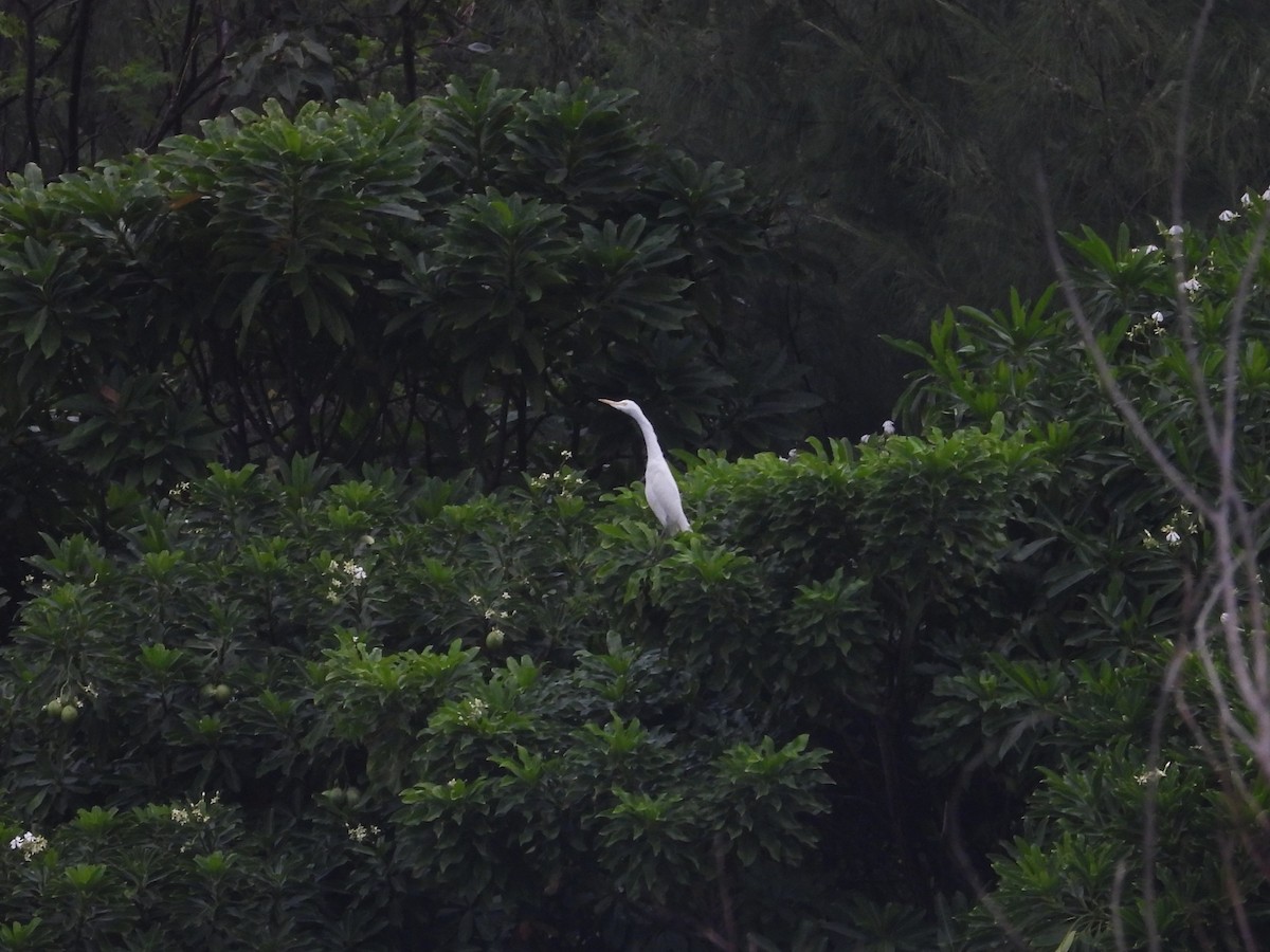 Чапля єгипетська східна - ML646897013