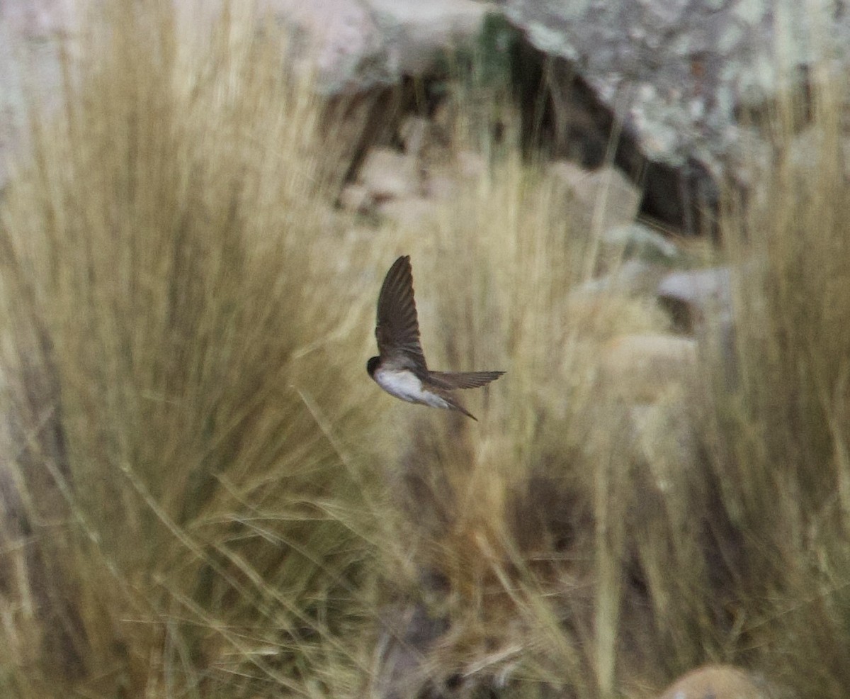 Ластовиця андська - ML646897014