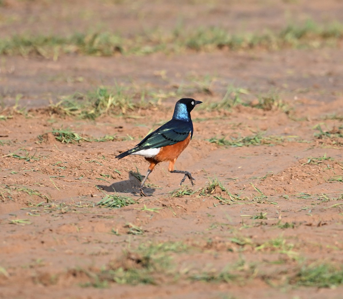 Мерл багатобарвний - ML646897015