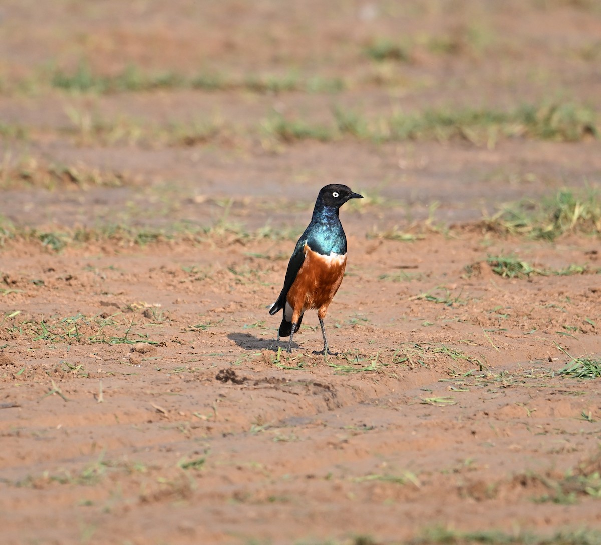 Мерл багатобарвний - ML646897016