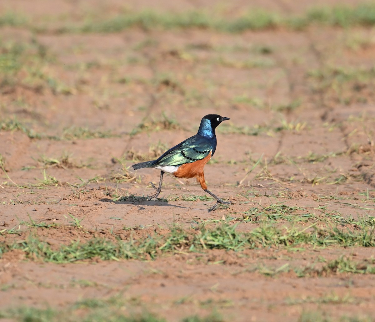 Мерл багатобарвний - ML646897017