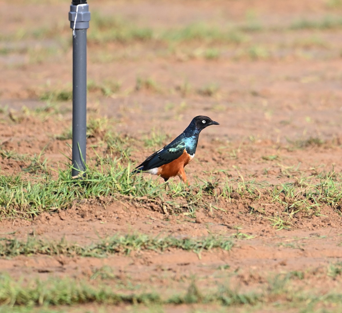 Мерл багатобарвний - ML646897018