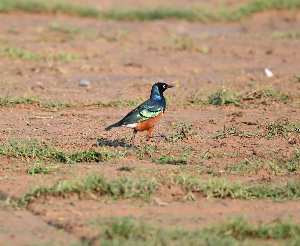 Мерл багатобарвний - ML646897019