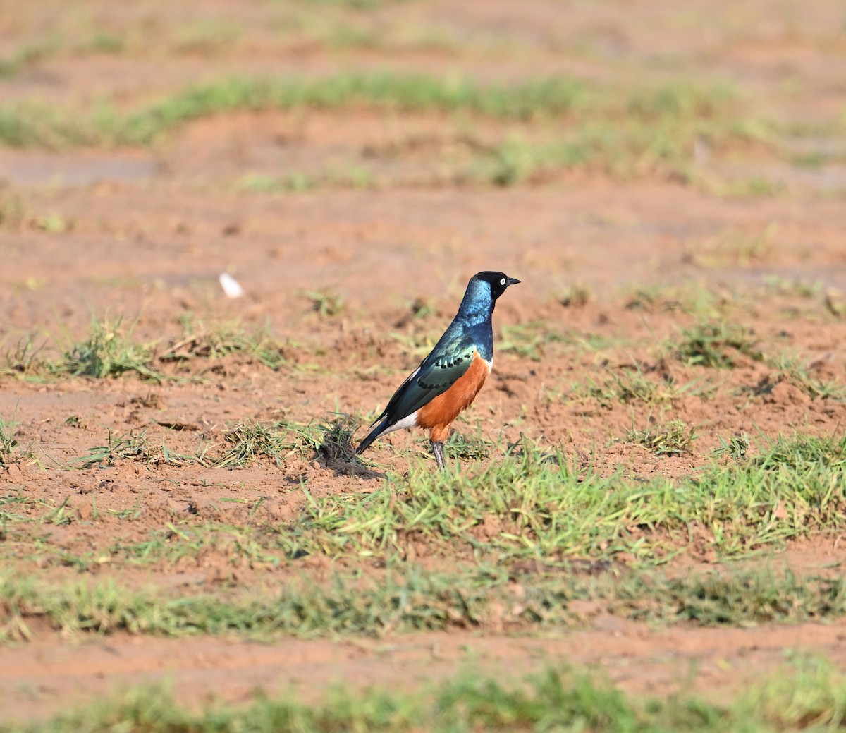 Мерл багатобарвний - ML646897020