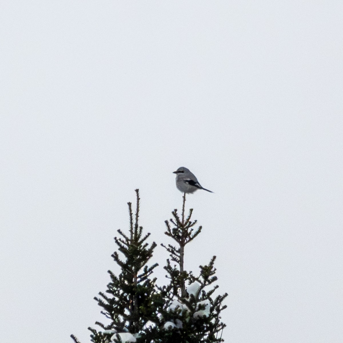 Сорокопуд північний - ML646897023