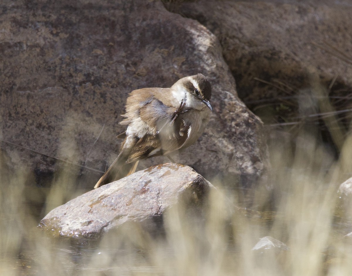 Трясихвіст гірський - ML646897024