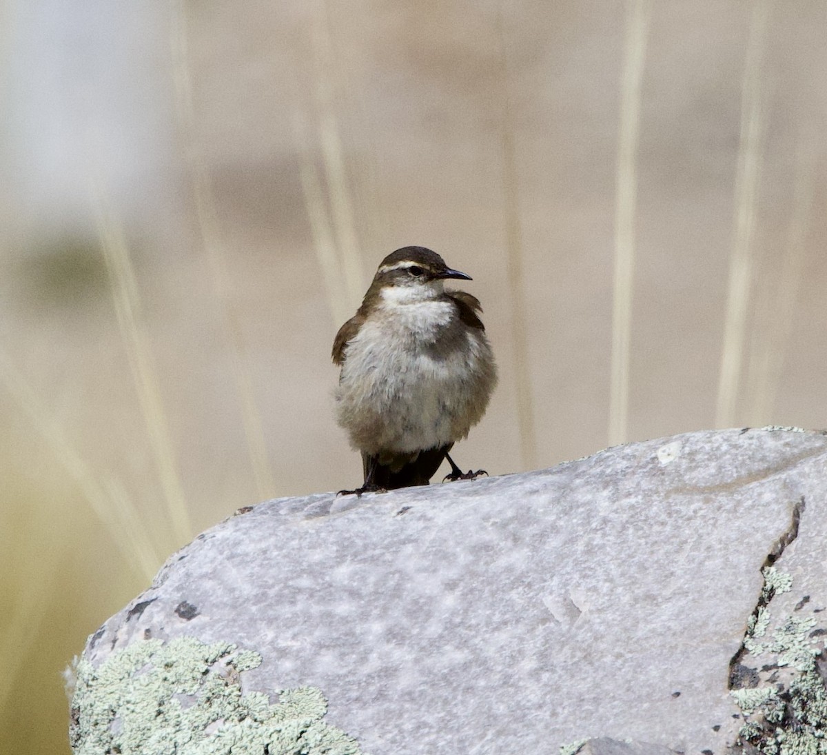 Трясихвіст гірський - ML646897025