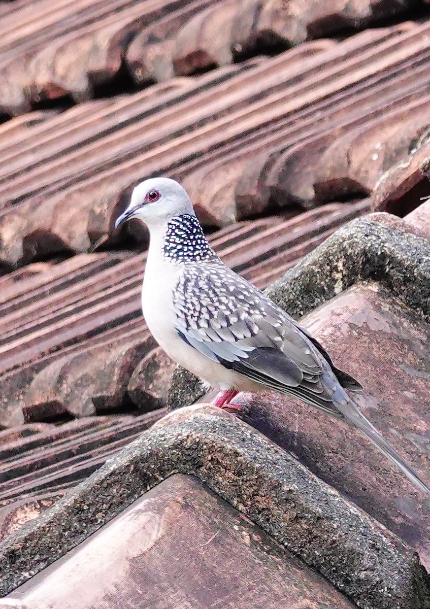 Горлиця китайська - ML646897026