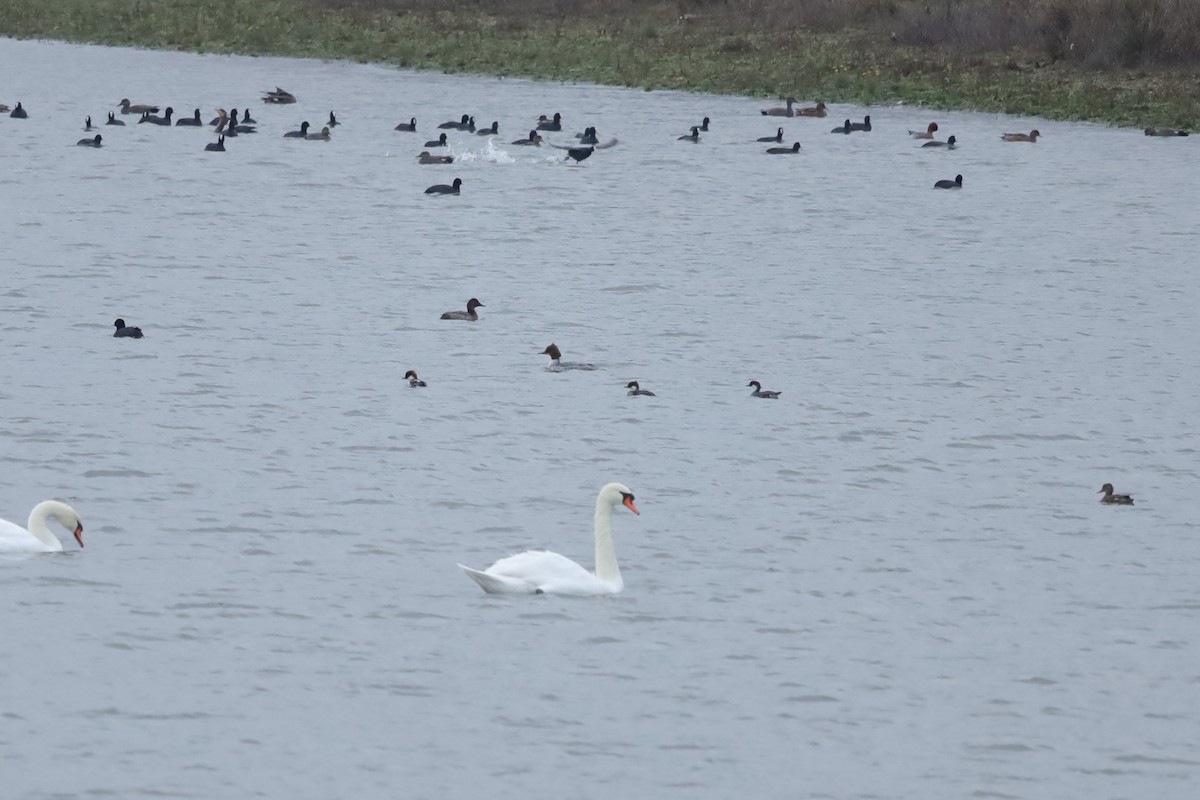 Крех малий - ML646897028