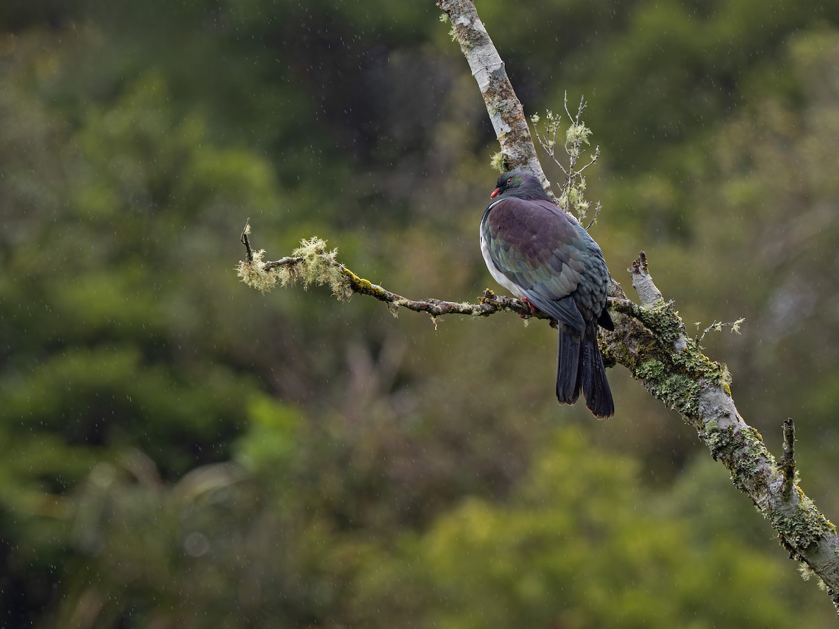 Пінон новозеландський - ML646897029