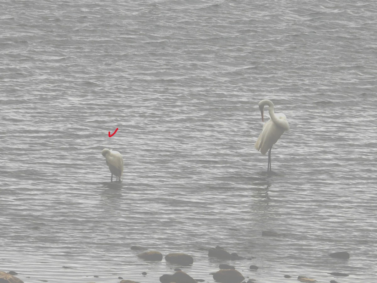 silkehegre - ML646897031