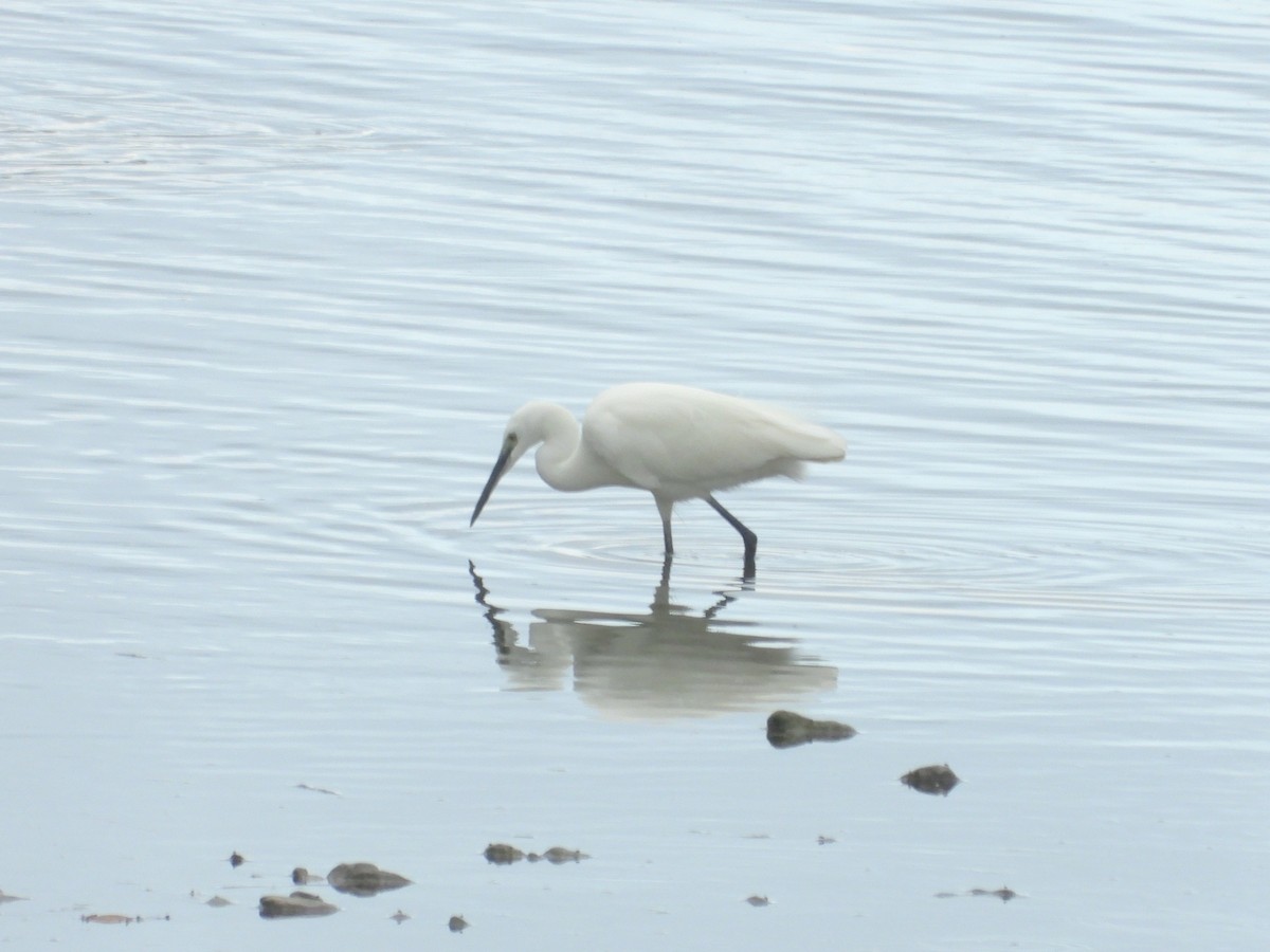 silkehegre - ML646897032