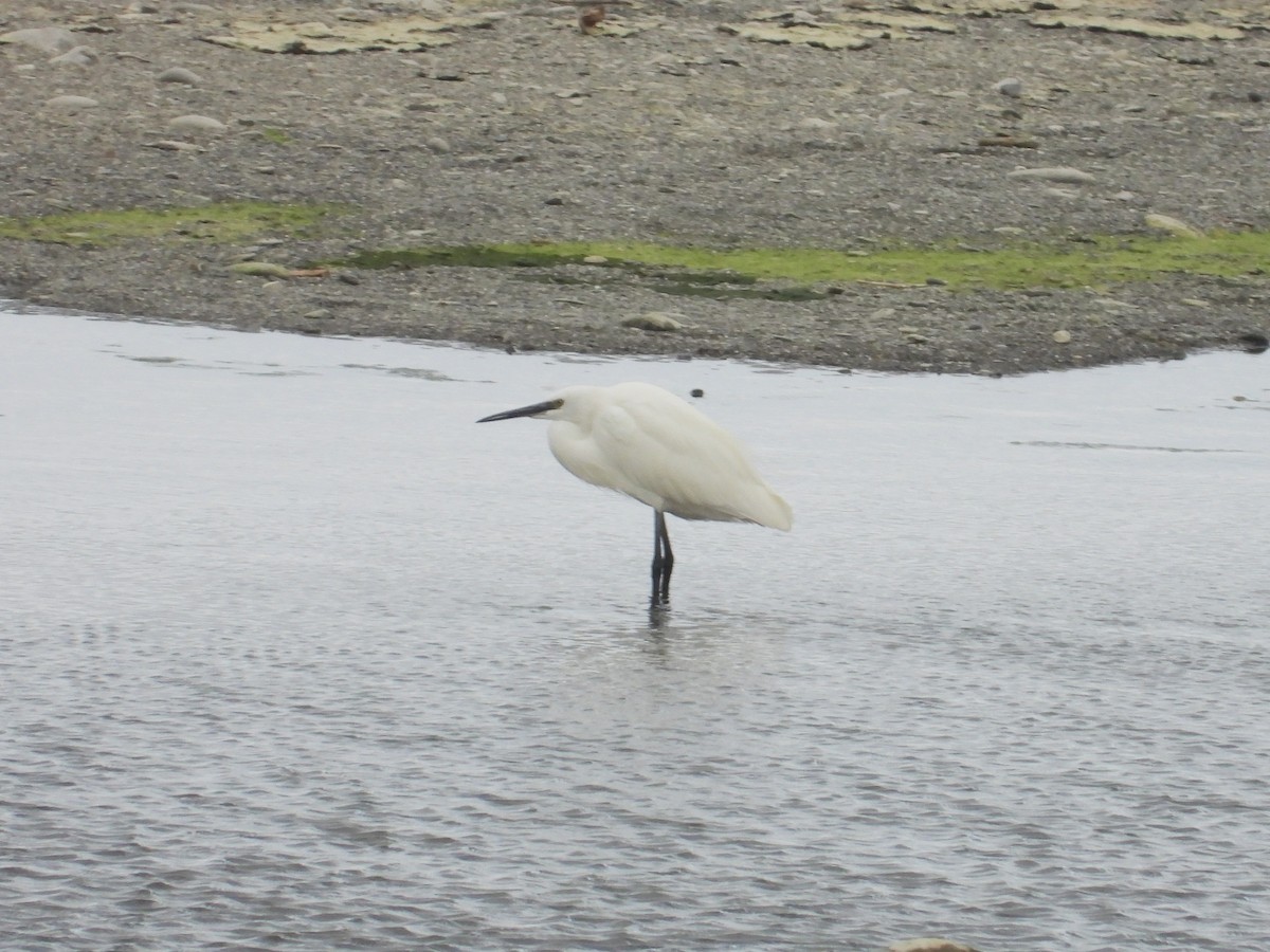 silkehegre - ML646897033