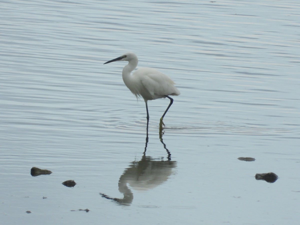 silkehegre - ML646897034