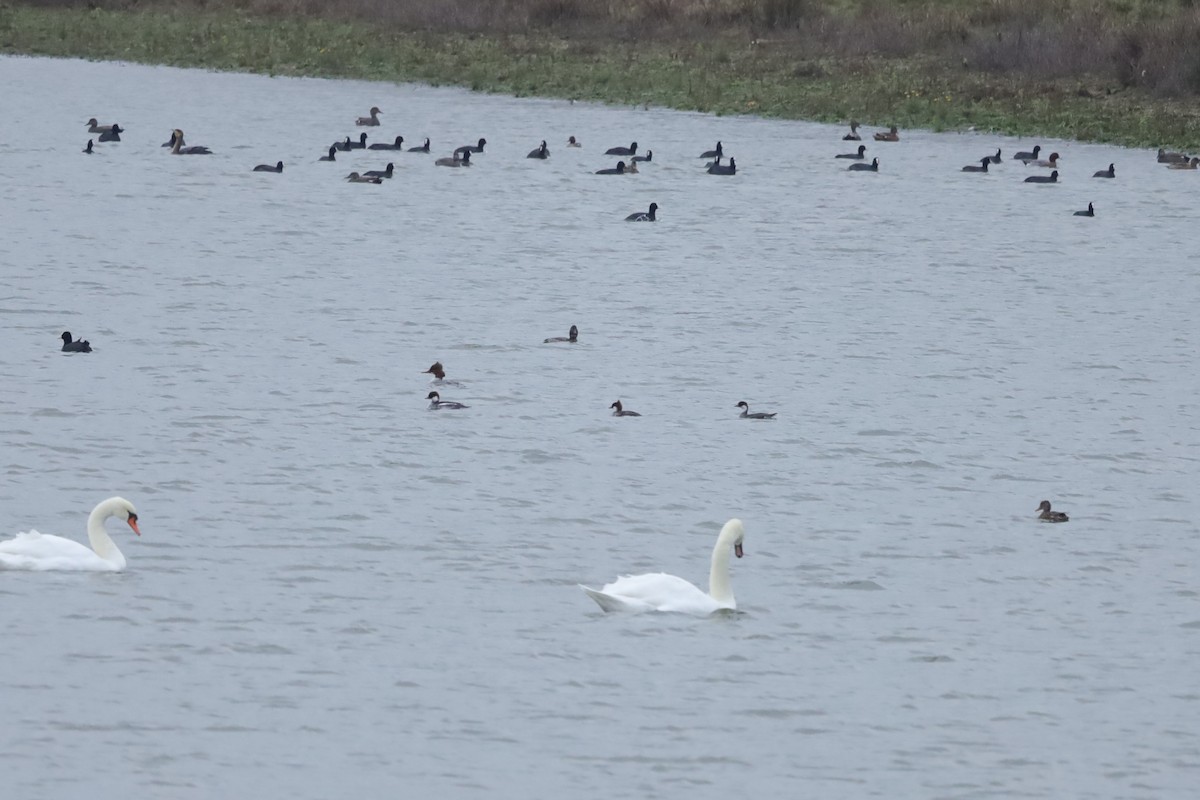 Крех малий - ML646897035