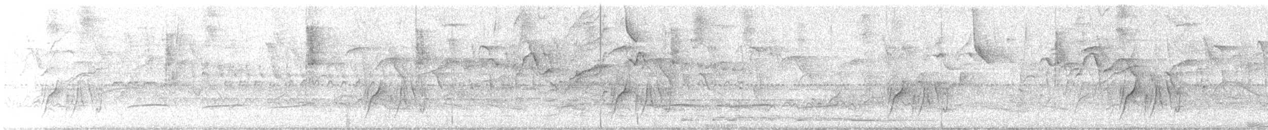 Тиран смугастий (підвид solitarius) - ML646897037