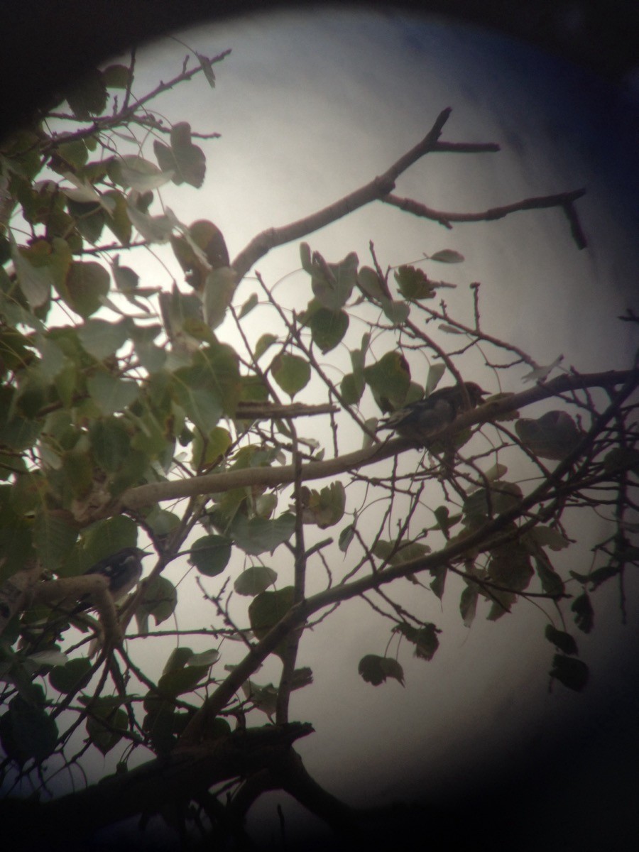 Chestnut-cheeked Starling - ML646897038