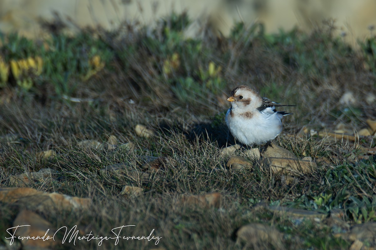 snøspurv - ML646897039