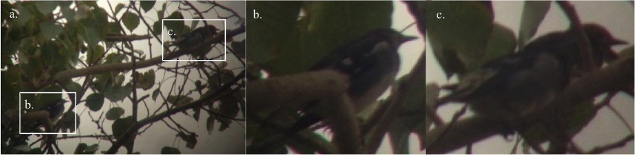 brunkinnstær - ML646897040