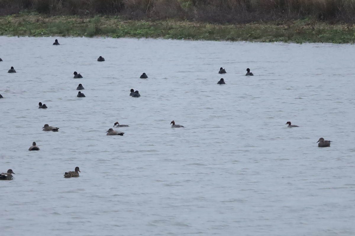 lappfiskand - ML646897041