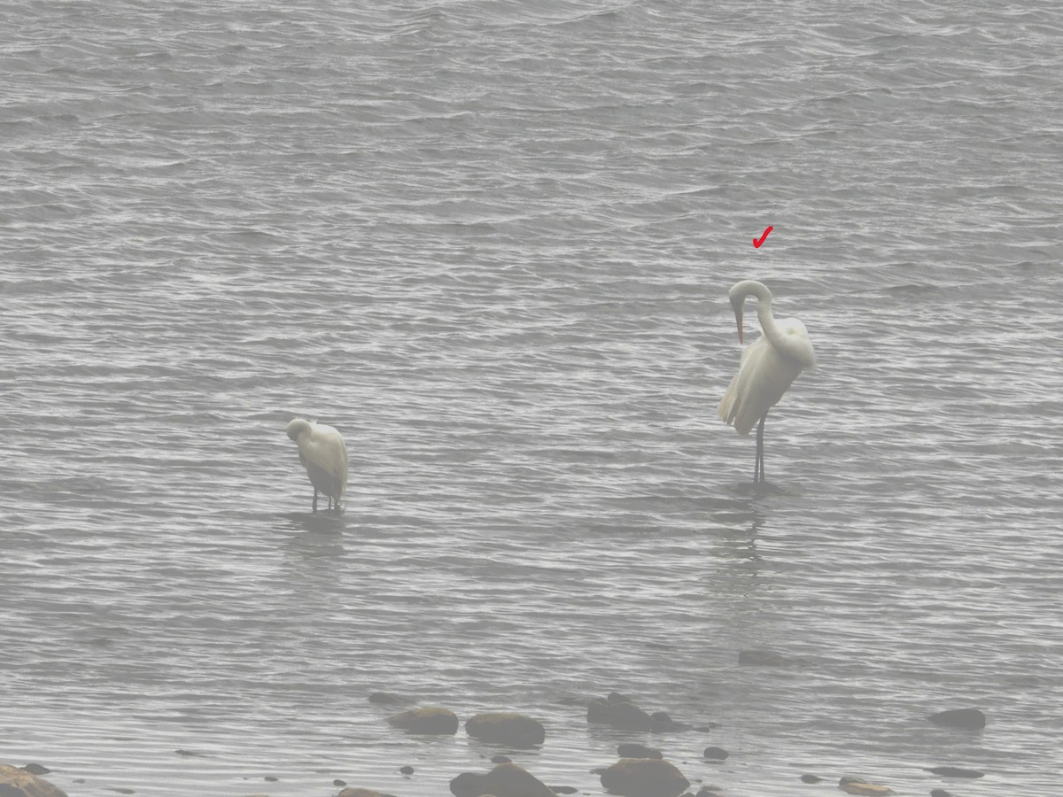 egretthegre - ML646897042