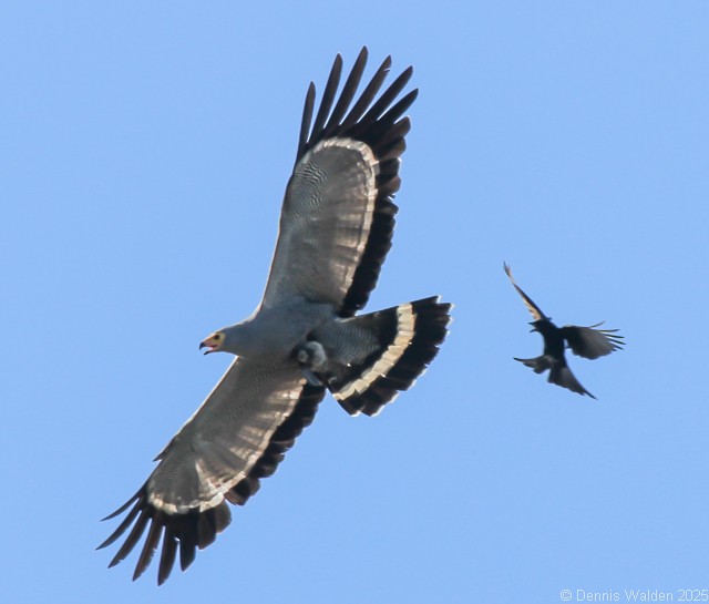 klatrehauk - ML646897043