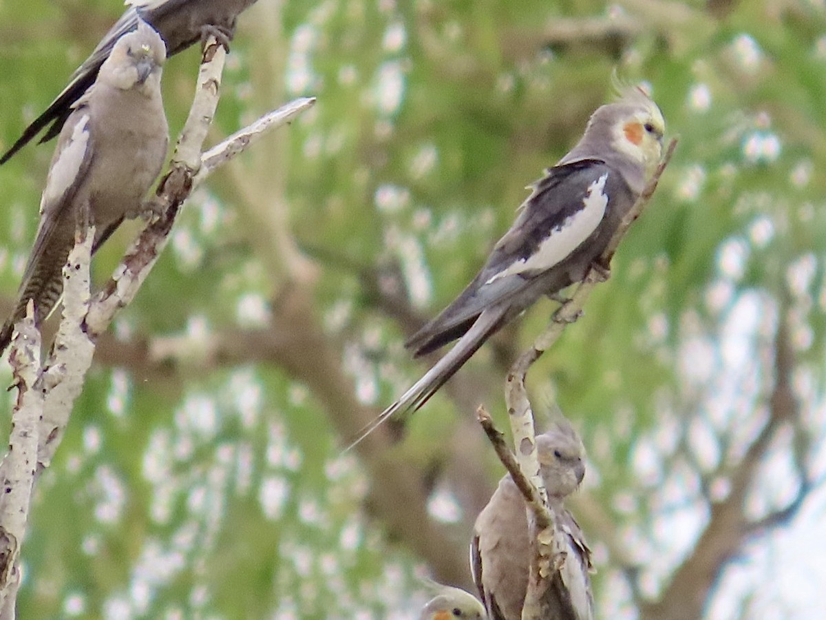 nymfekakadu - ML646897048