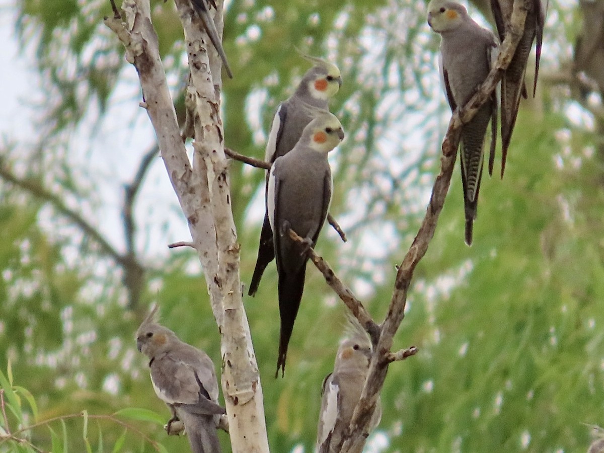 nymfekakadu - ML646897049