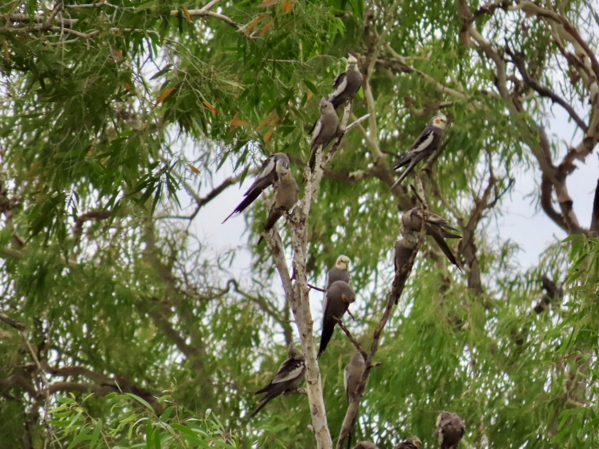nymfekakadu - ML646897050