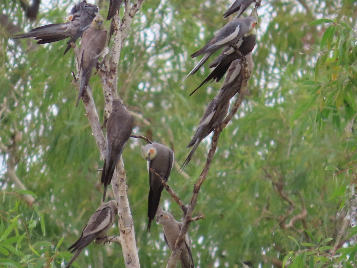 nymfekakadu - ML646897051