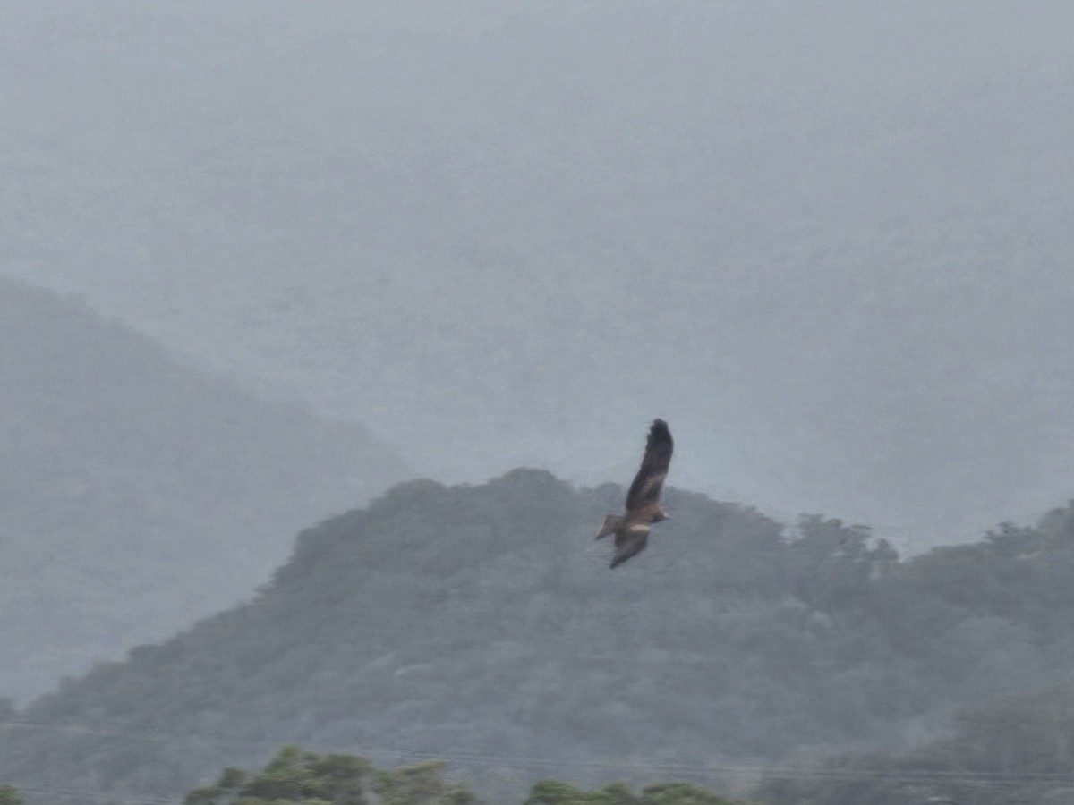 svartglente - ML646897052