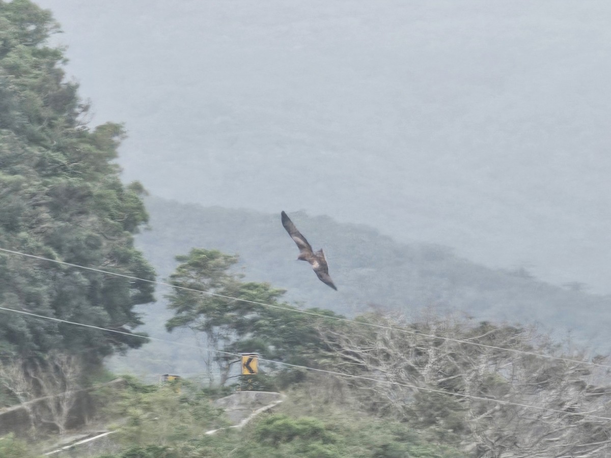 svartglente - ML646897053