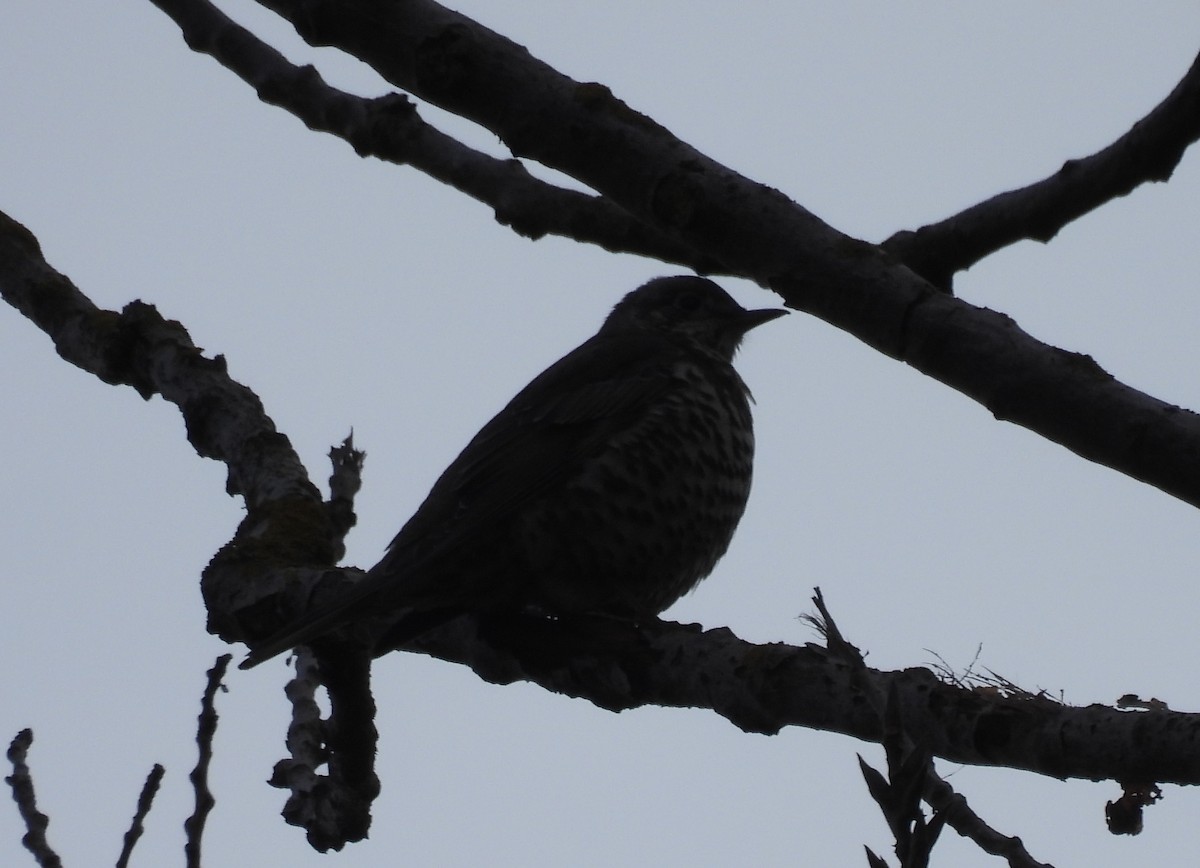 duetrost - ML646897054