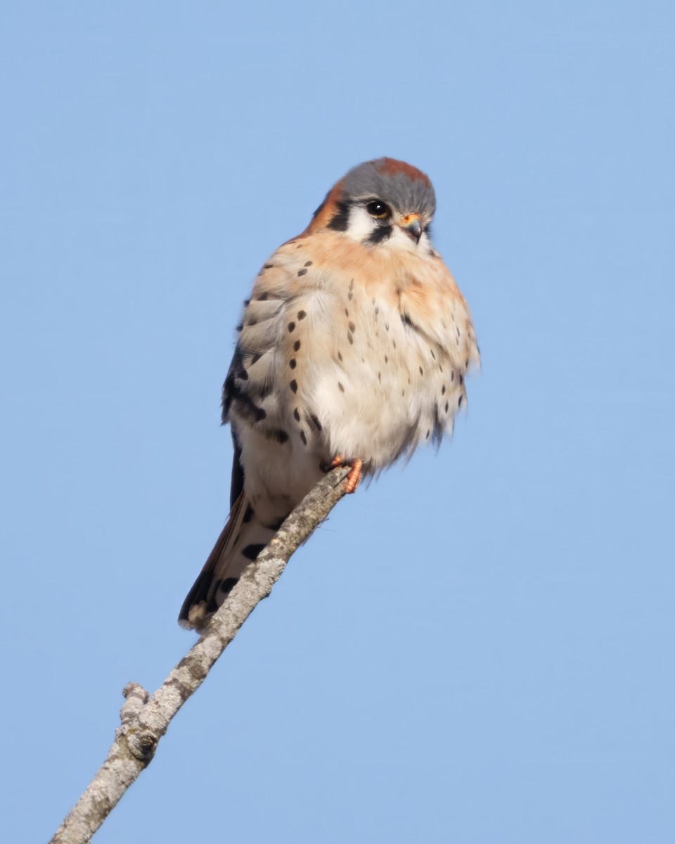 spurvefalk - ML646897060